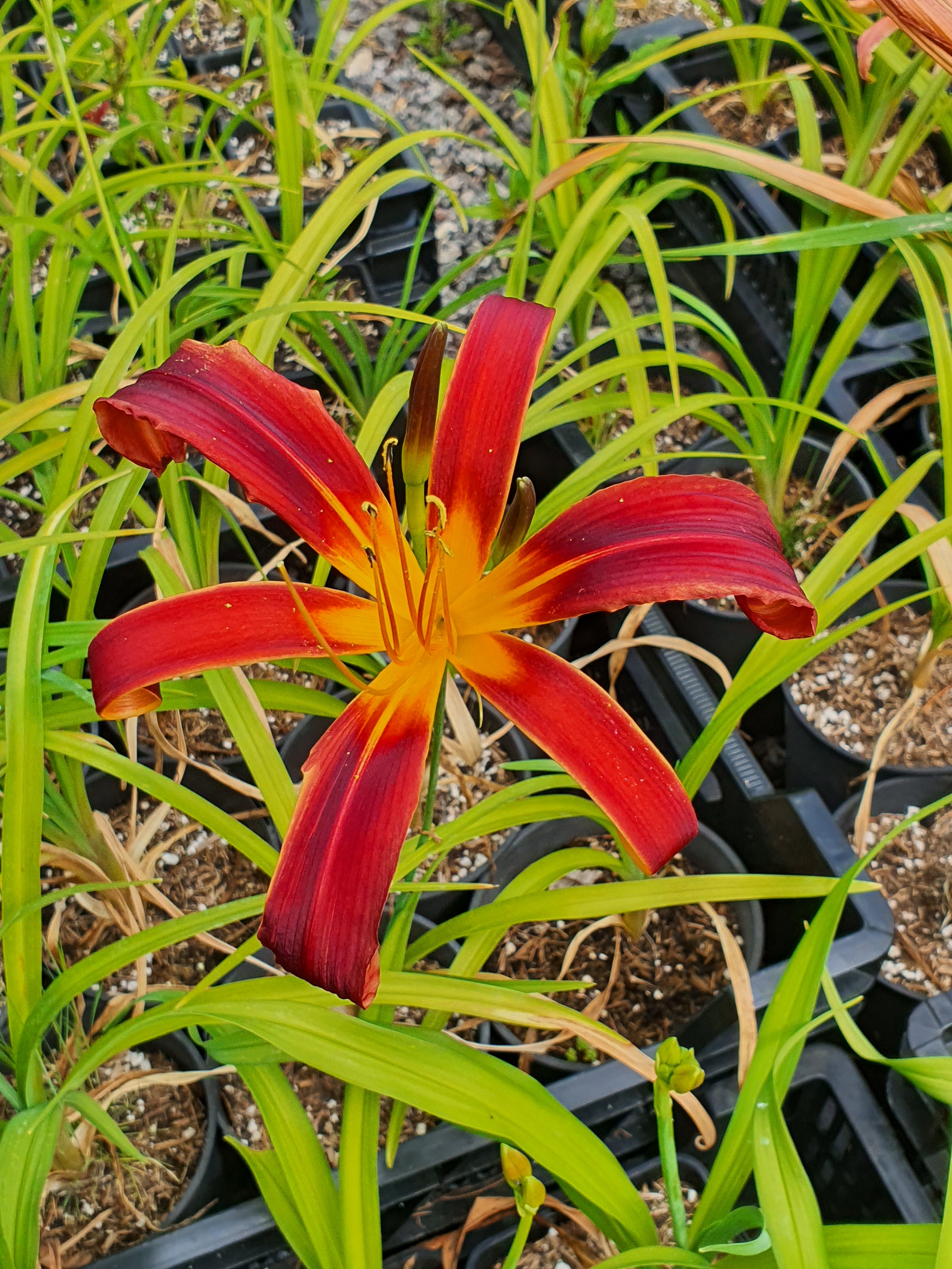 Hemerocallis 'Aabachee'