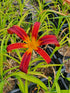 Hemerocallis 'Aabachee'