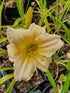 Hemerocallis 'Netsuke'