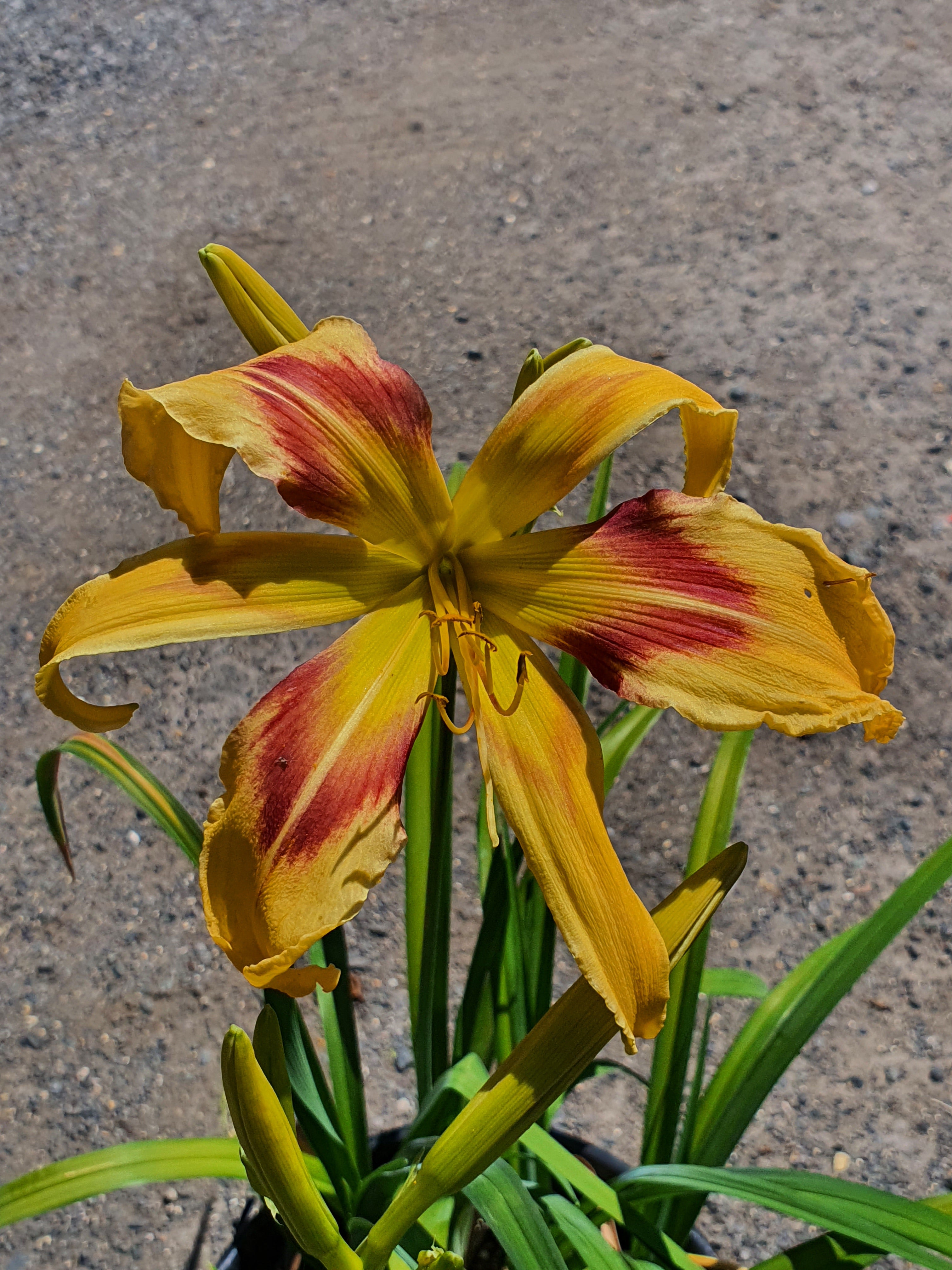 Hemerocallis 'Emmaus'