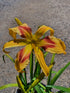 Hemerocallis 'Emmaus'