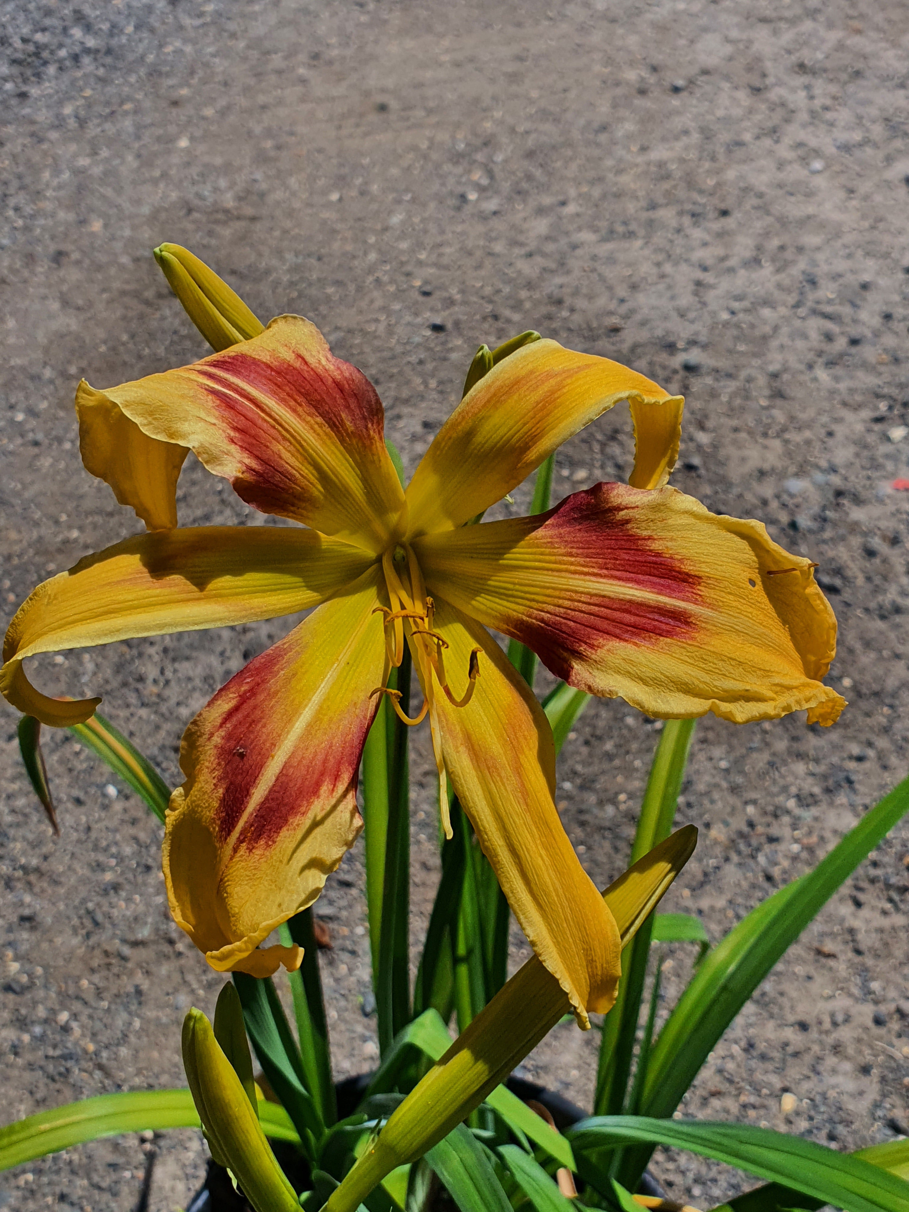 Hemerocallis 'Emmaus'