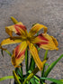 Hemerocallis 'Emmaus'