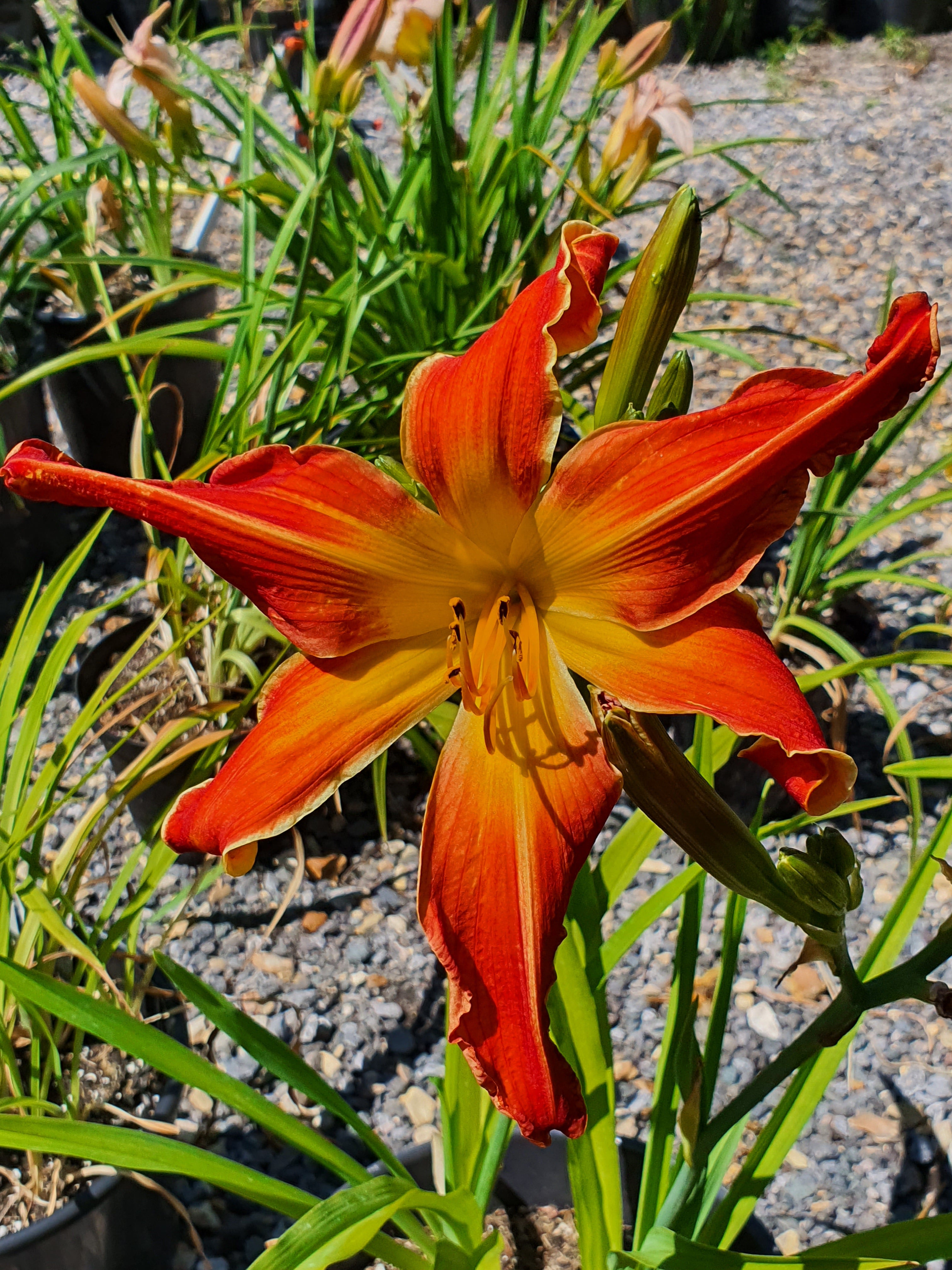 Hemerocallis 'Firestorm'