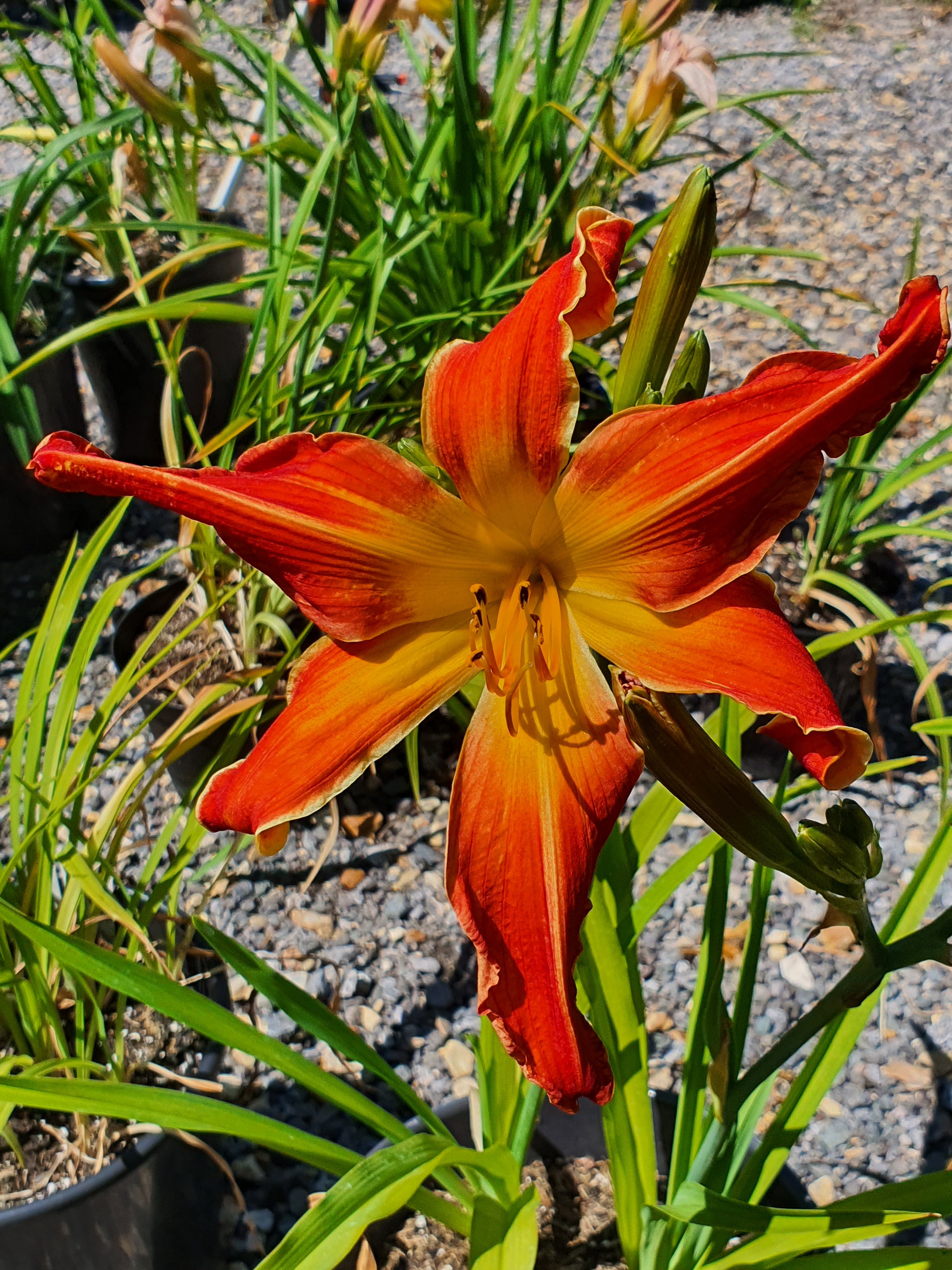 Hemerocallis 'Firestorm'