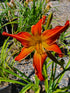 Hemerocallis 'Firestorm'