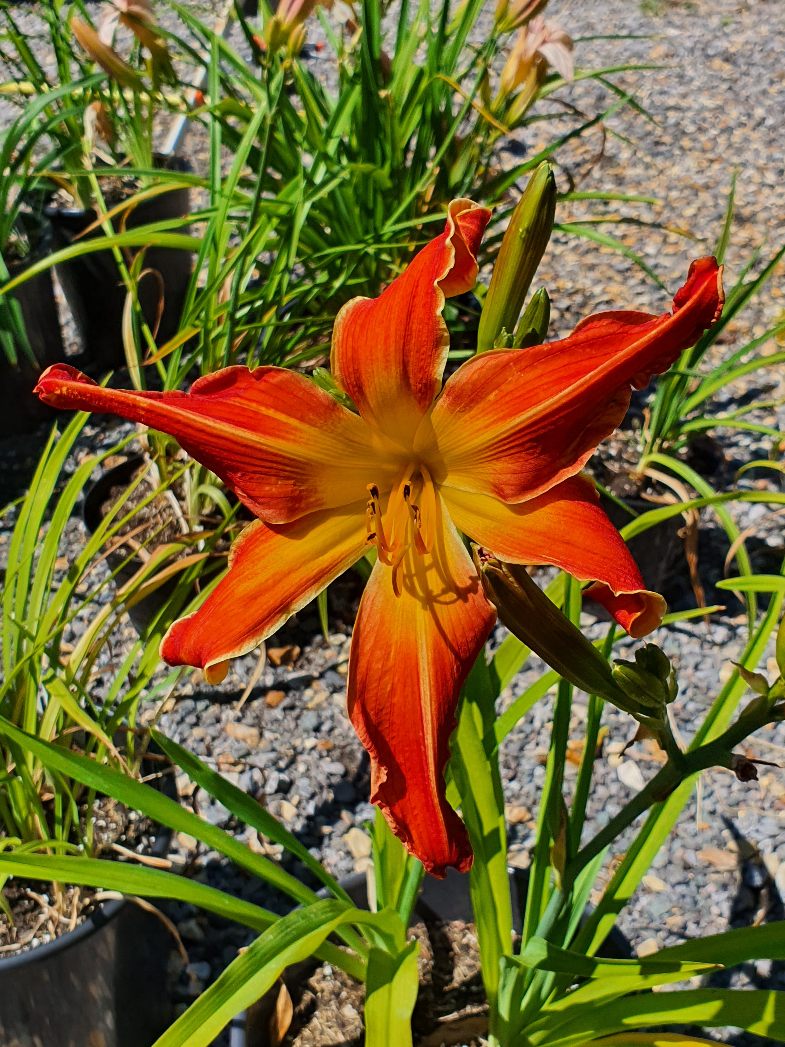Hemerocallis 'Firestorm'