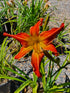 Hemerocallis 'Firestorm'
