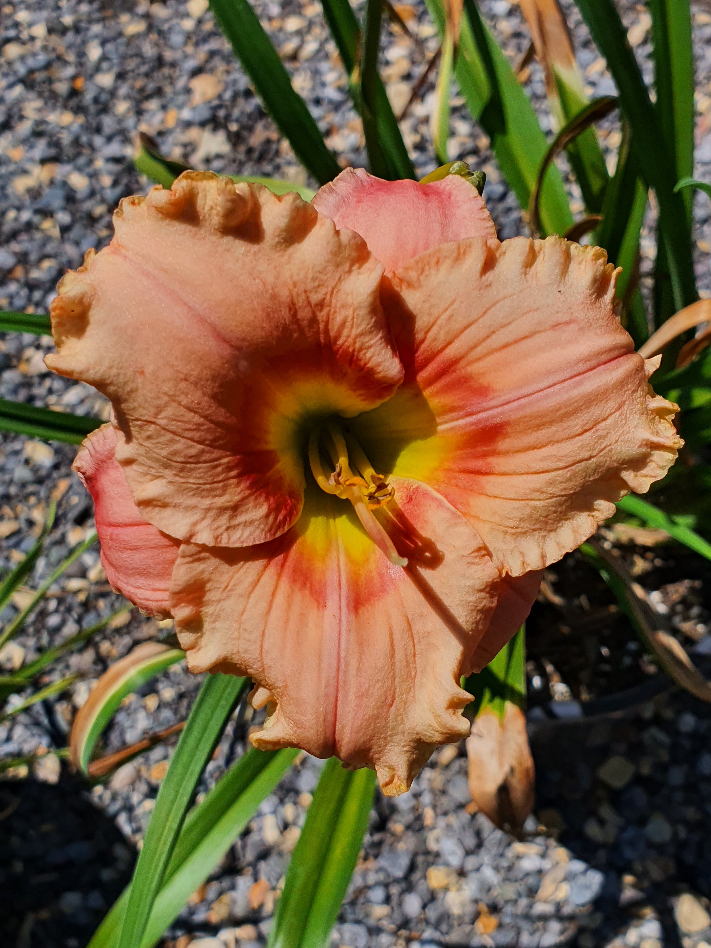 Hemerocallis 'Elegant Candy'