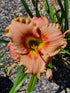 Hemerocallis 'Elegant Candy'