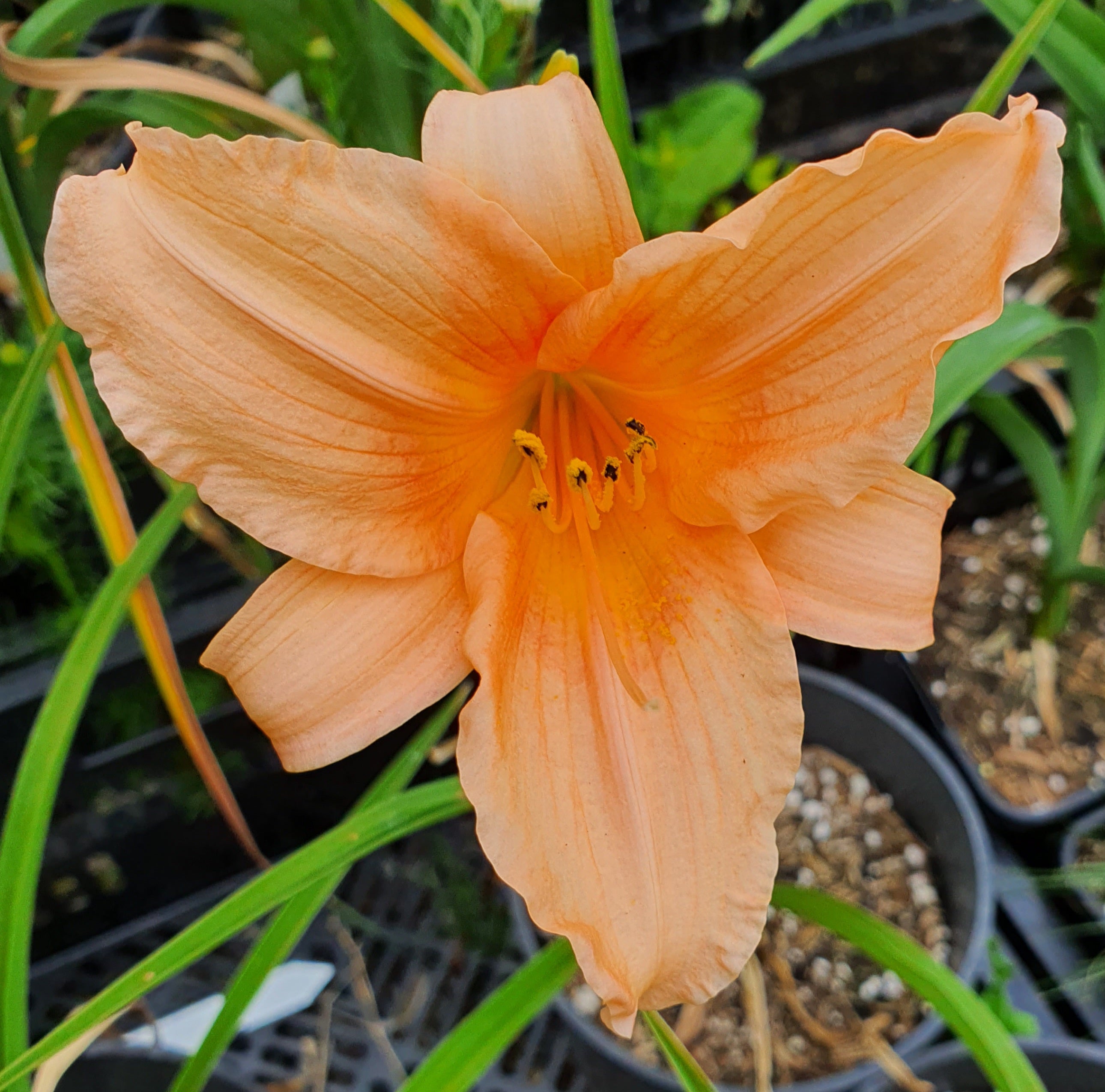 Hemerocallis 'Gala Gown'