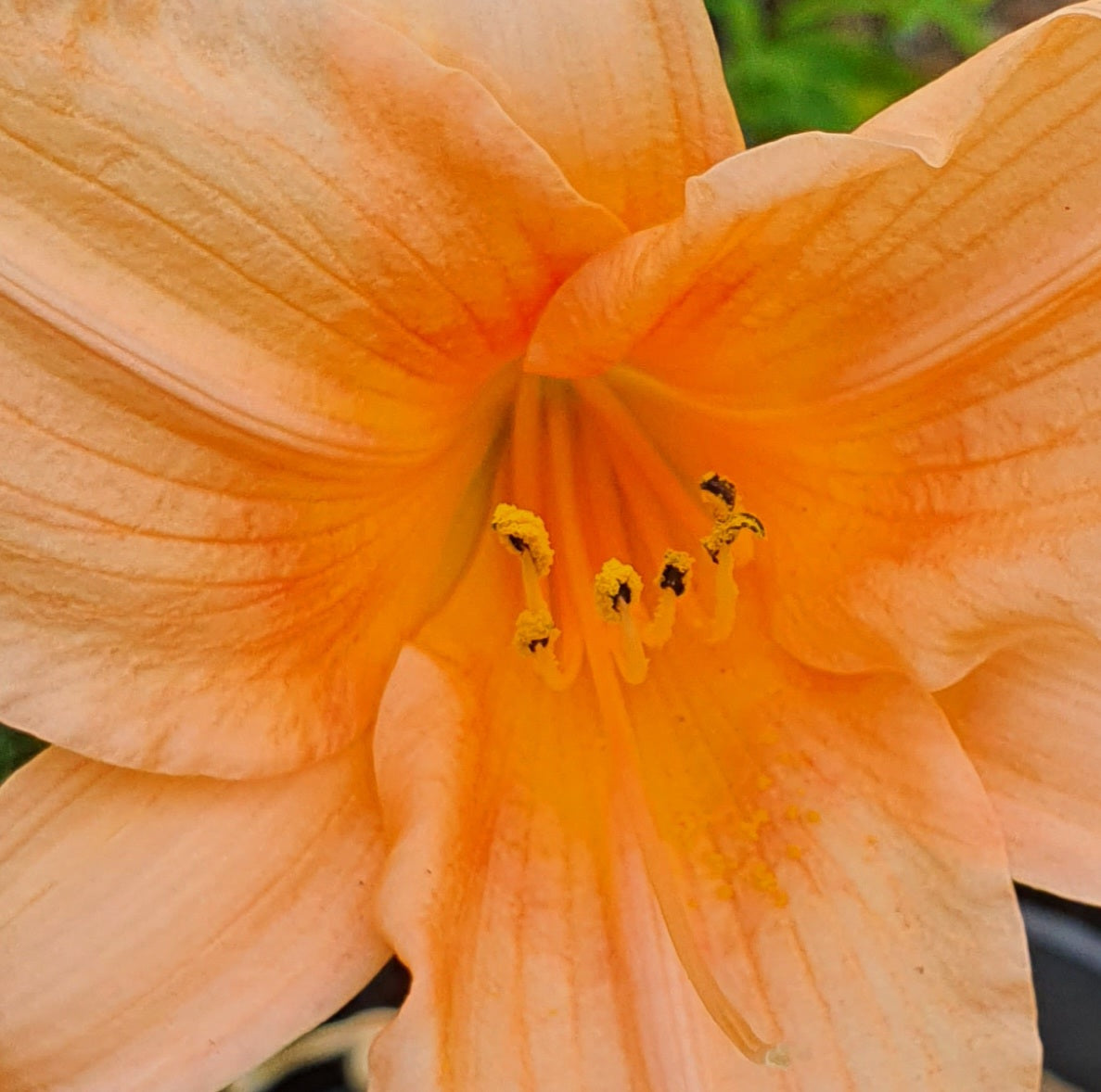 Hemerocallis 'Gala Gown'