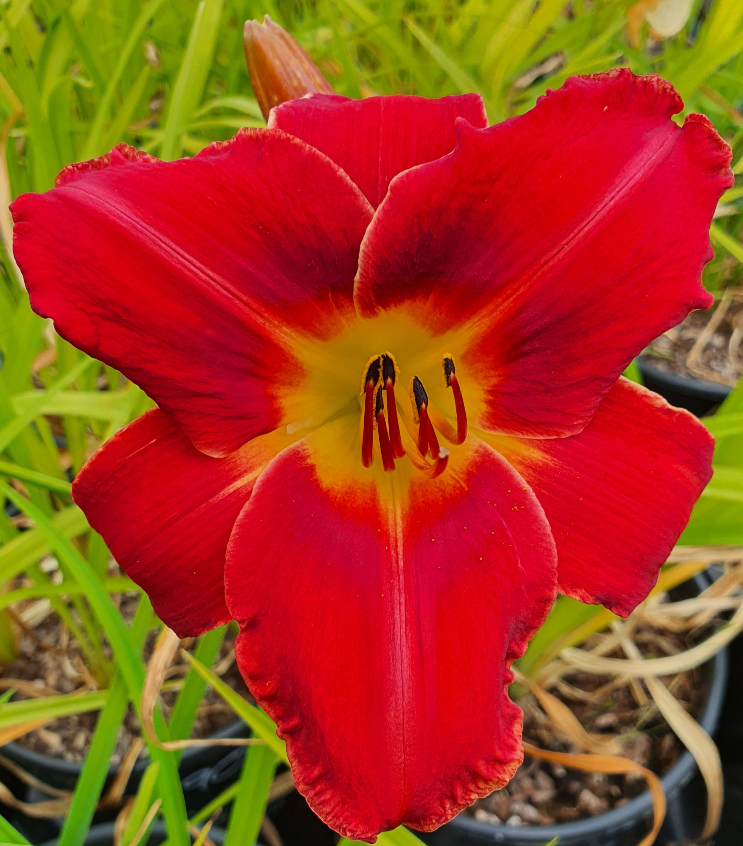 Hemerocallis 'Claudine'