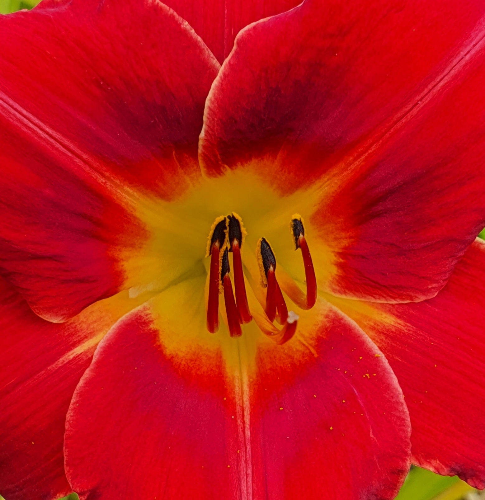 Hemerocallis 'Claudine'