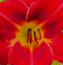 Hemerocallis 'Claudine'