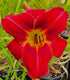 Hemerocallis 'Claudine'