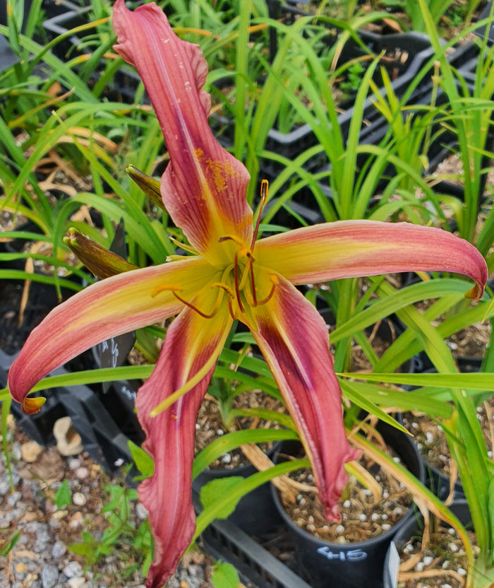 Hemerocallis 'Tomorrow's Song'