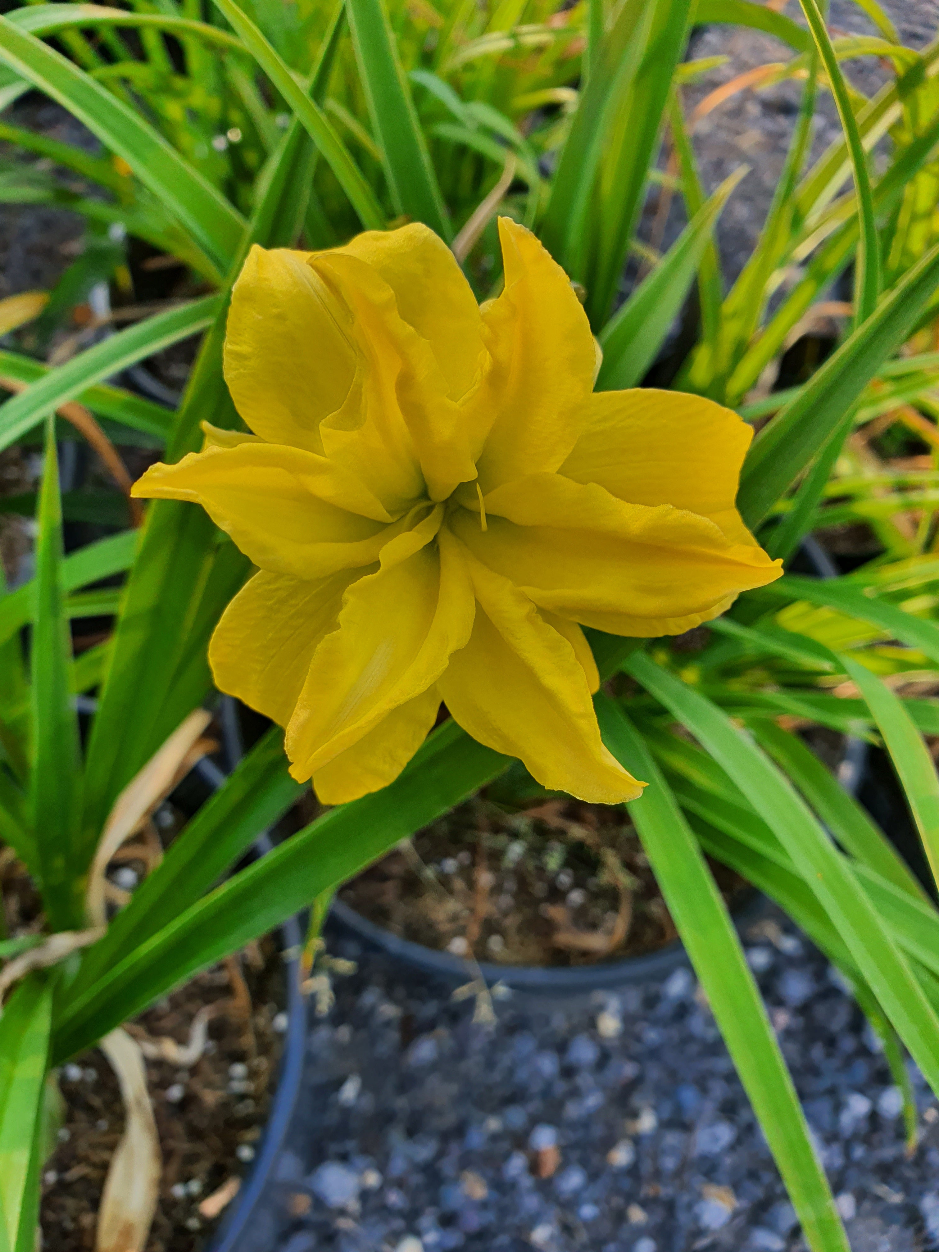 Hemerocallis 'Double River Wye'