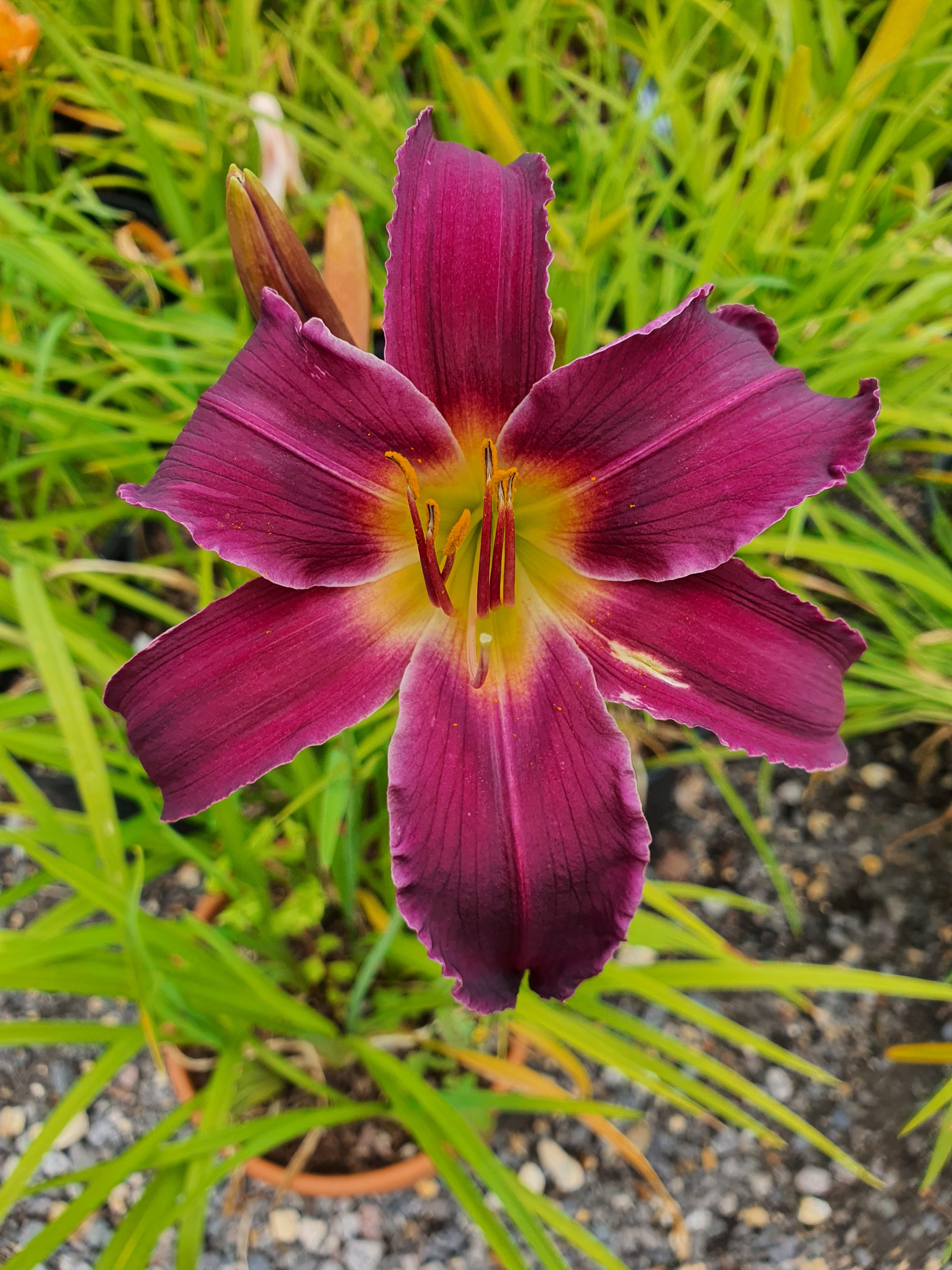Hemerocallis 'Breath of Blue Air'