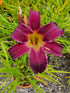 Hemerocallis 'Breath of Blue Air'