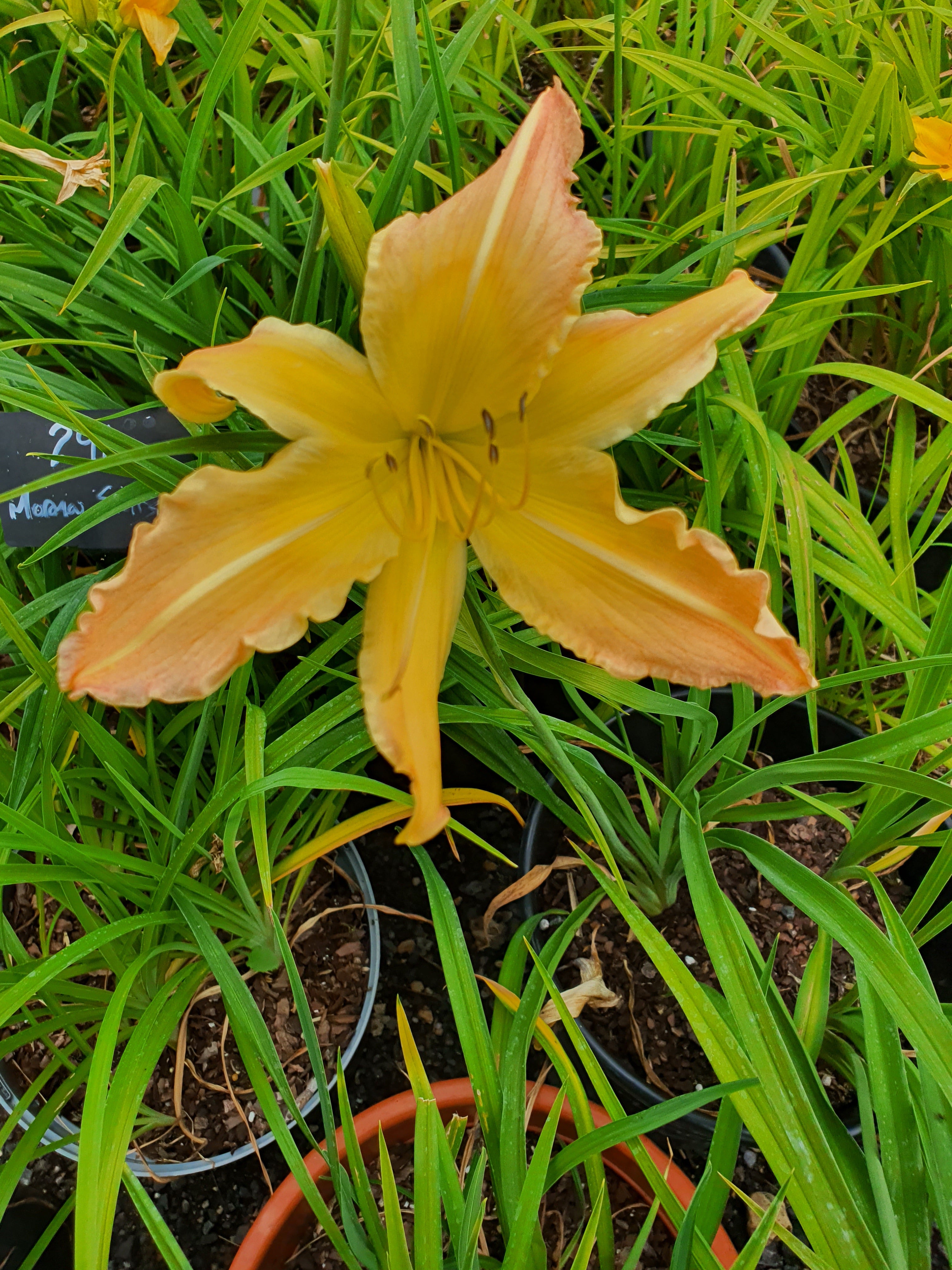 Hemerocallis 'Mormon Spider'