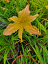 Hemerocallis 'Mormon Spider'