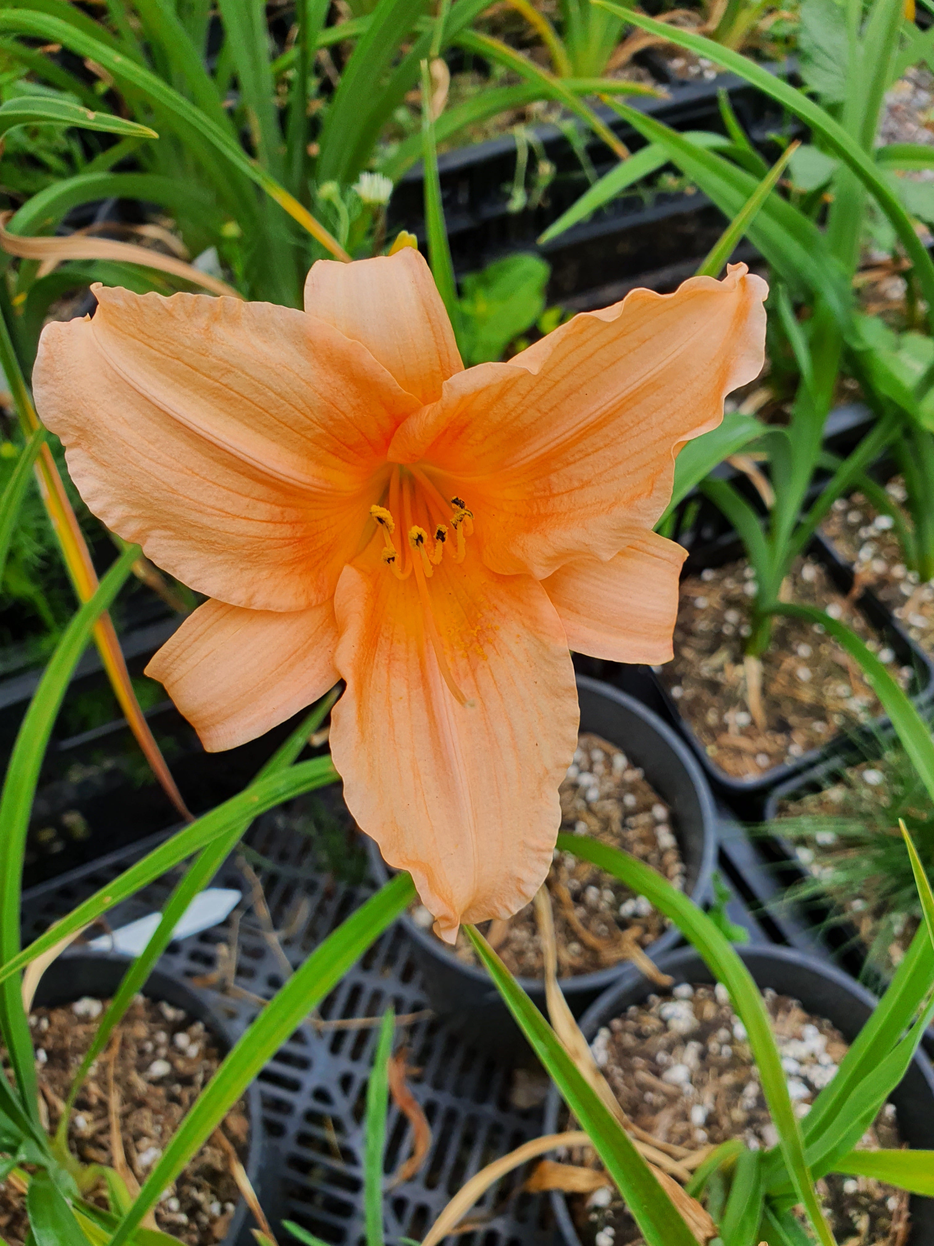 Hemerocallis 'Gala Gown'