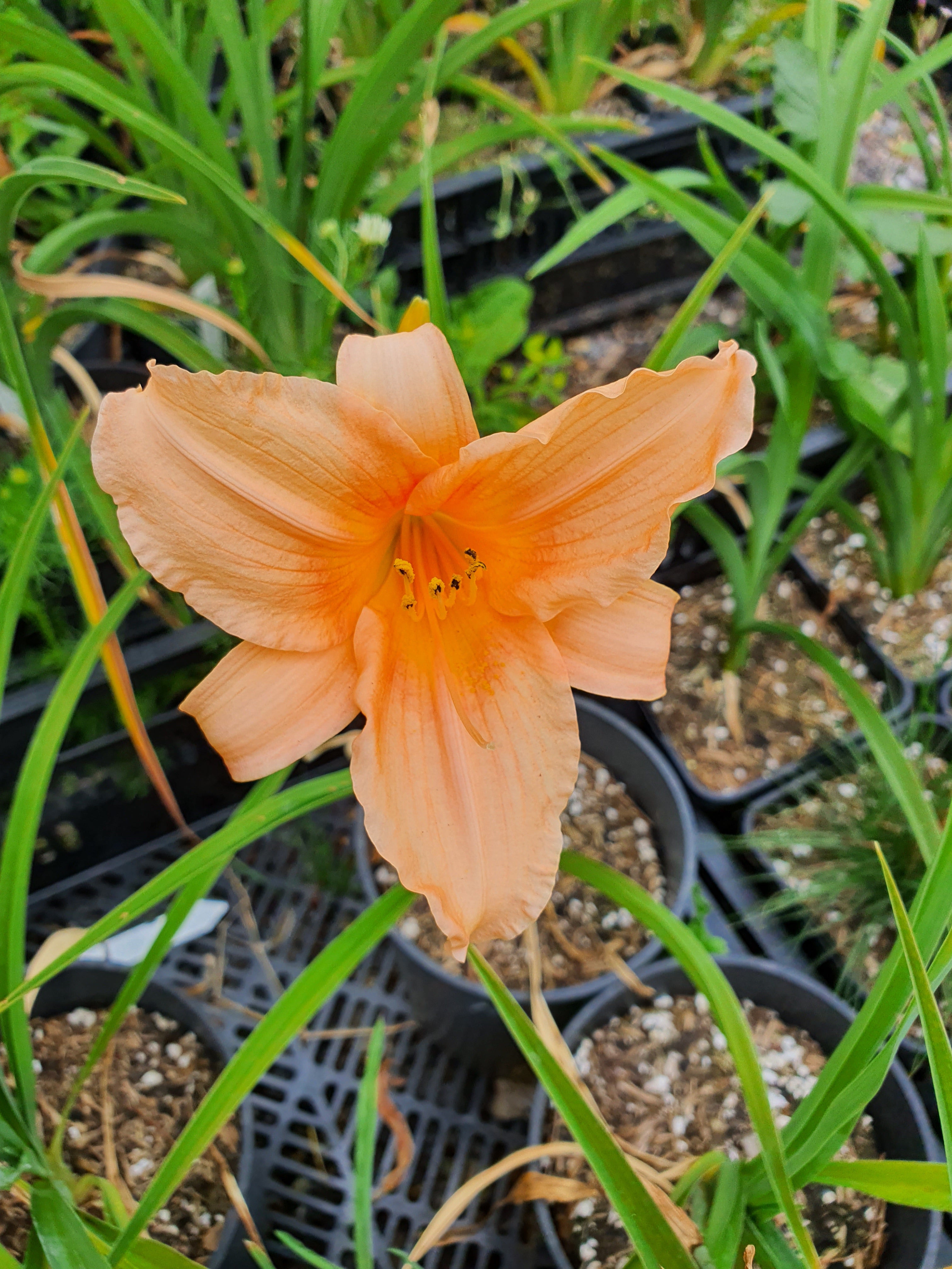 Hemerocallis 'Gala Gown'