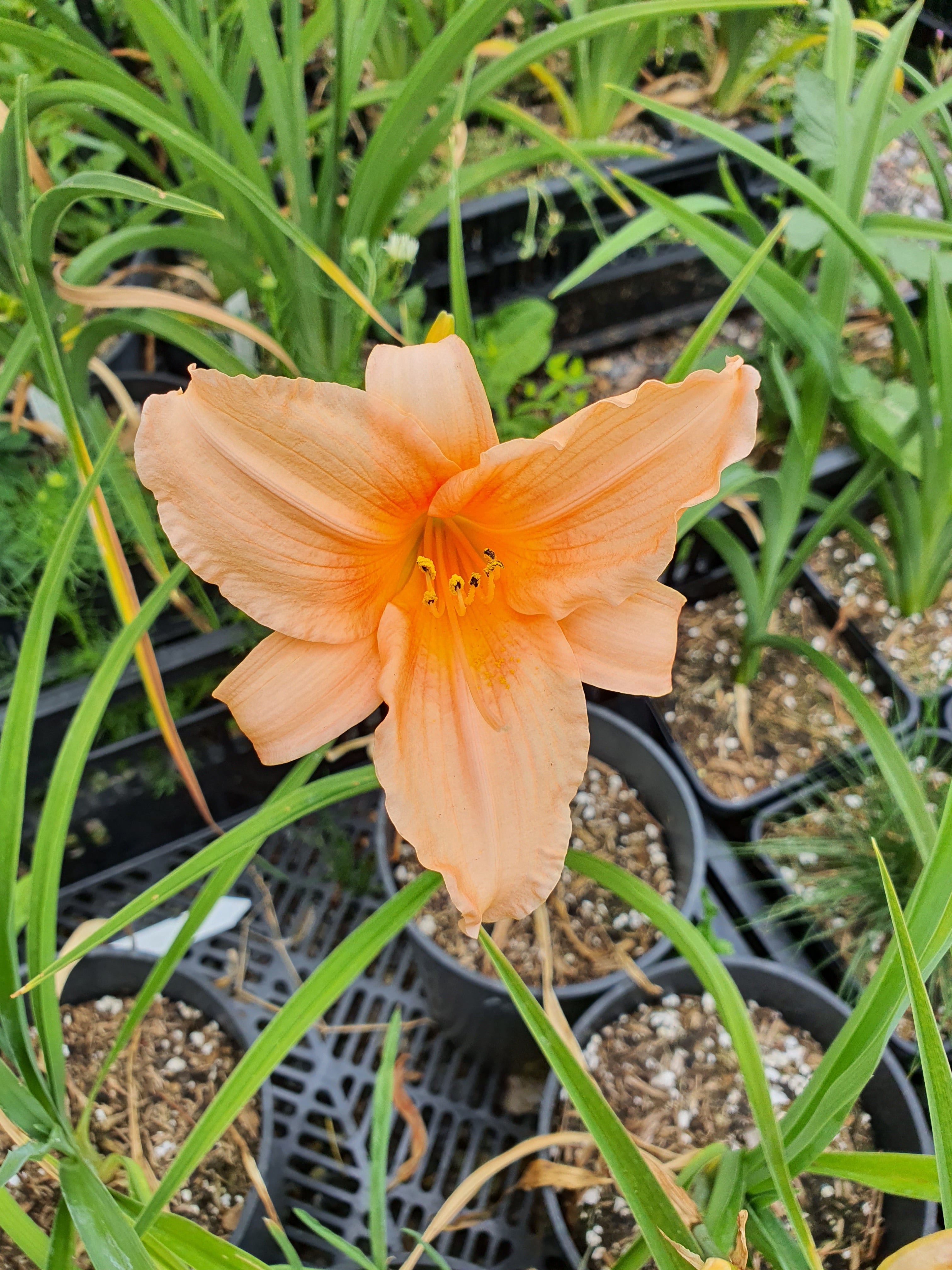 Hemerocallis 'Gala Gown'