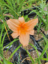 Hemerocallis 'Gala Gown'