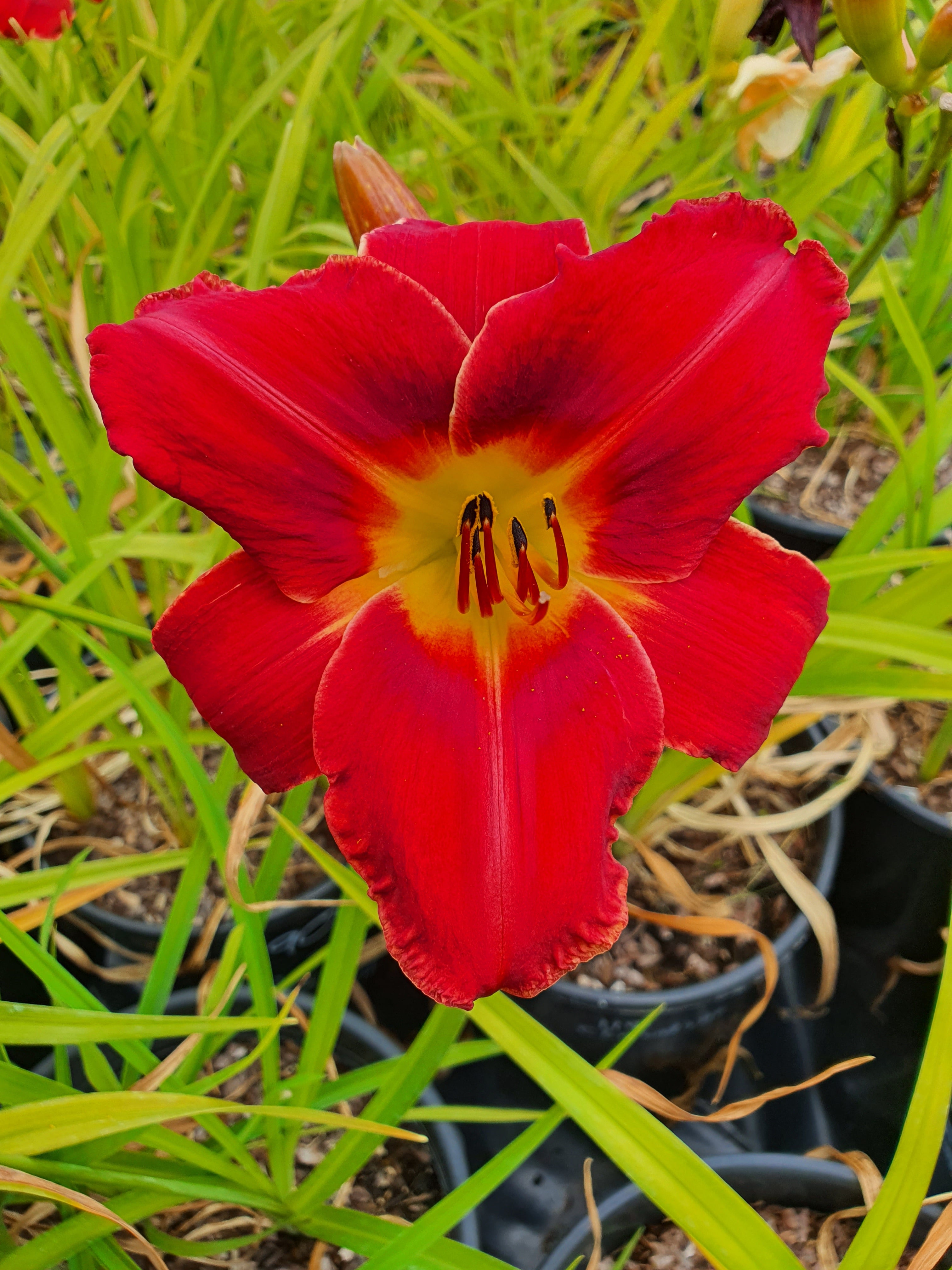 Hemerocallis 'Claudine'