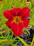 Hemerocallis 'Claudine'