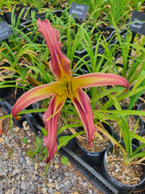 Hemerocallis 'Tomorrow's Song'