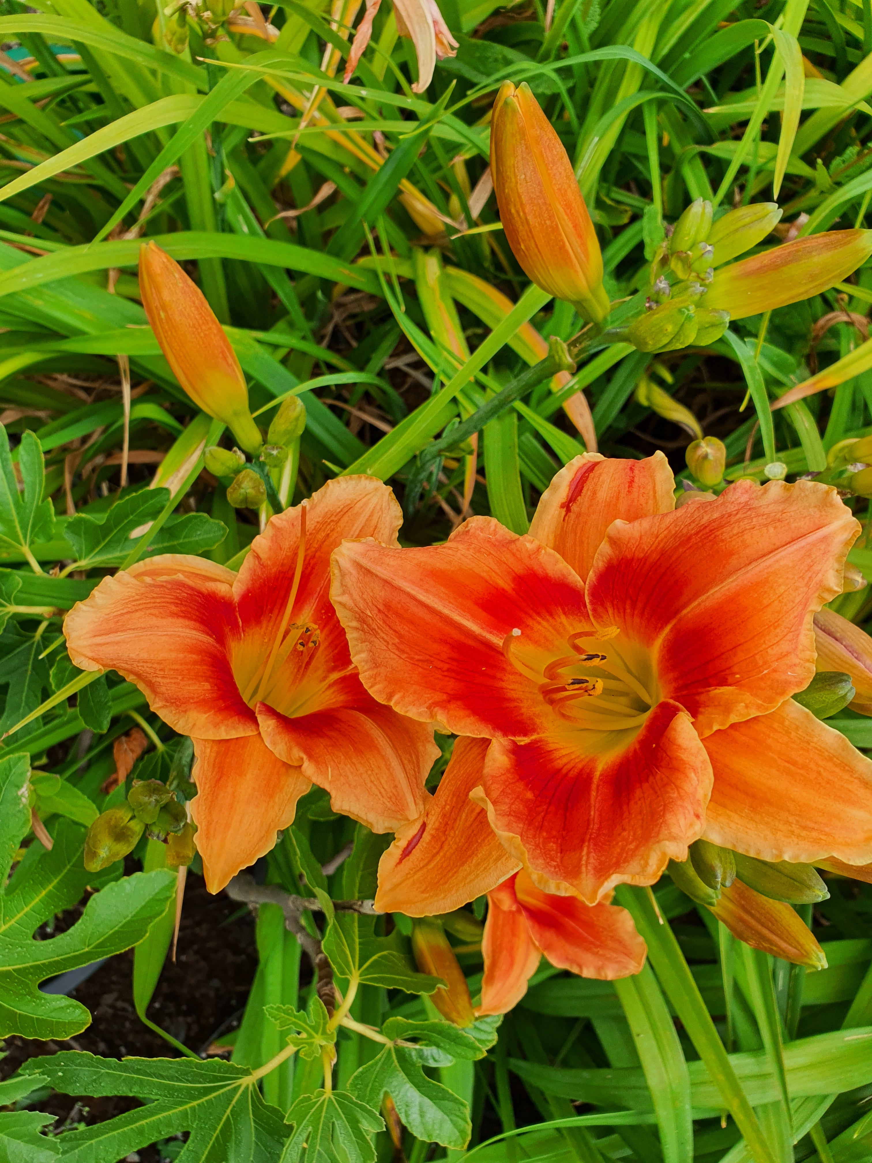 Hemerocallis 'Avant Garde'