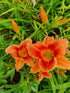 Hemerocallis 'Avant Garde'