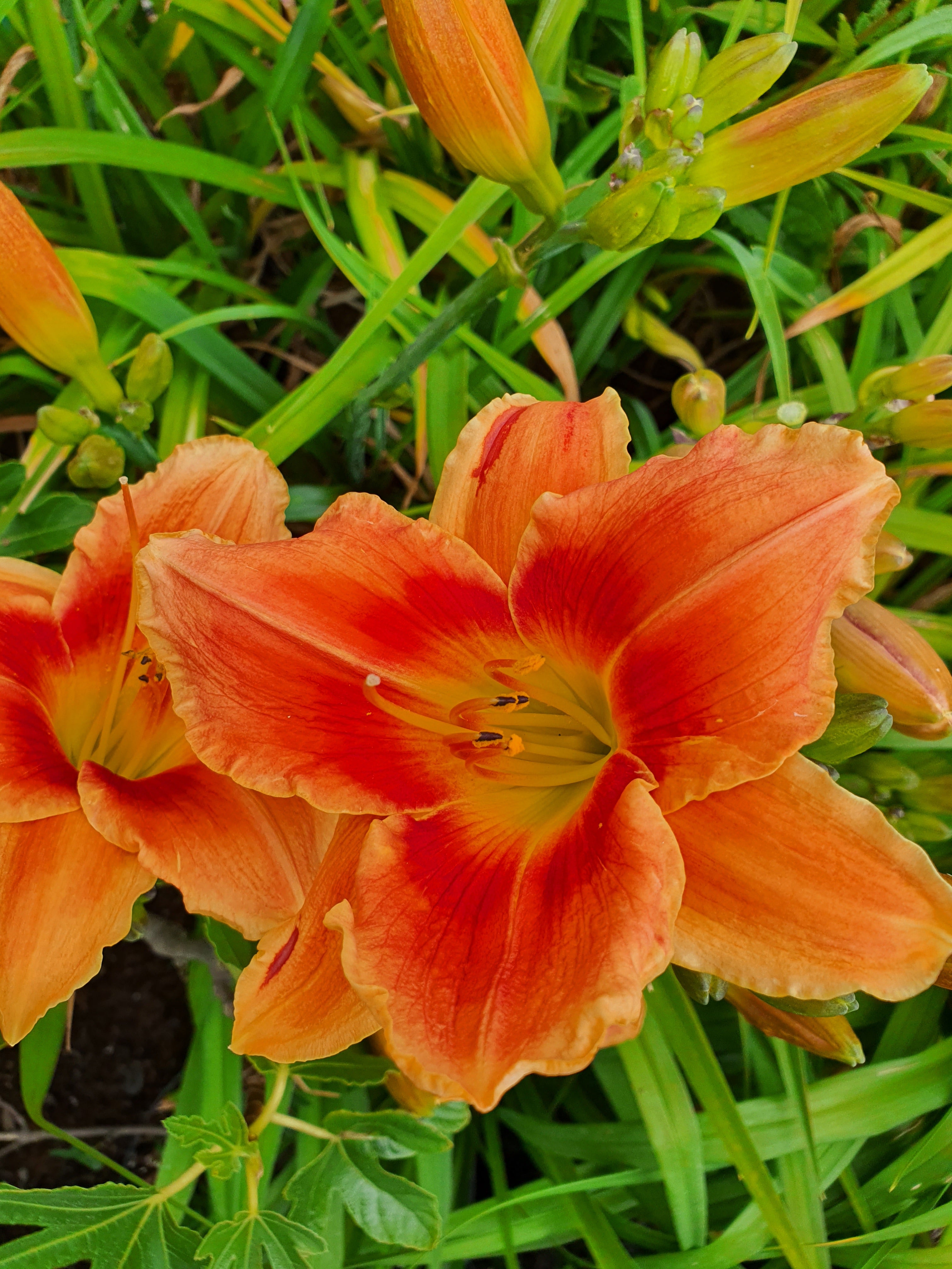 Hemerocallis 'Avant Garde'