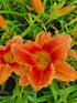 Hemerocallis 'Avant Garde'