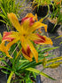 Hemerocallis 'Emmaus'