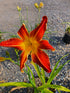 Hemerocallis 'Firestorm'
