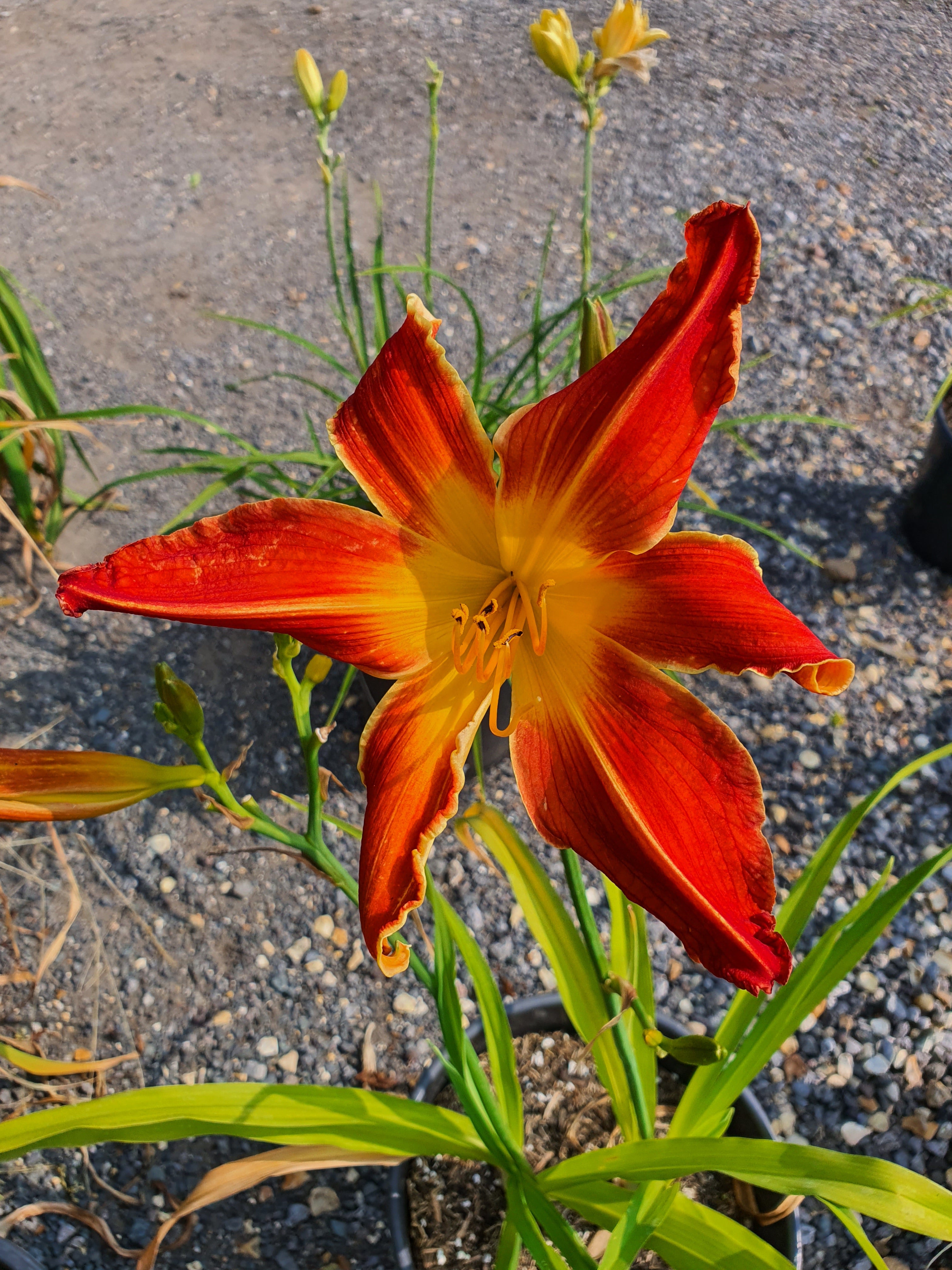 Hemerocallis 'Firestorm'