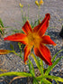 Hemerocallis 'Firestorm'