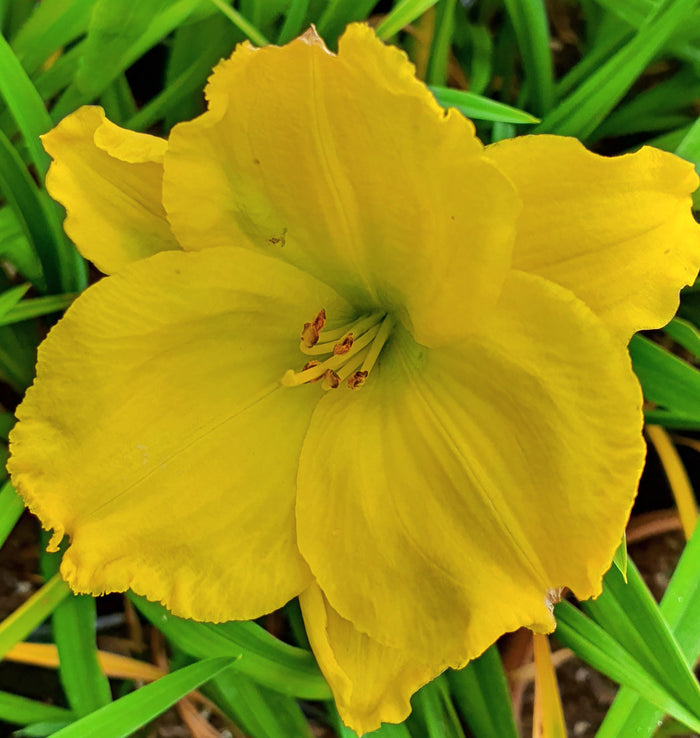 Hemerocallis 'Girl Scout'