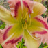 Hemerocallis 'Heavenly Pink Butterfly'
