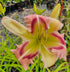 Hemerocallis 'Heavenly Pink Butterfly'