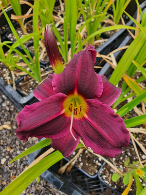 Hemerocallis 'Grape Velvet'