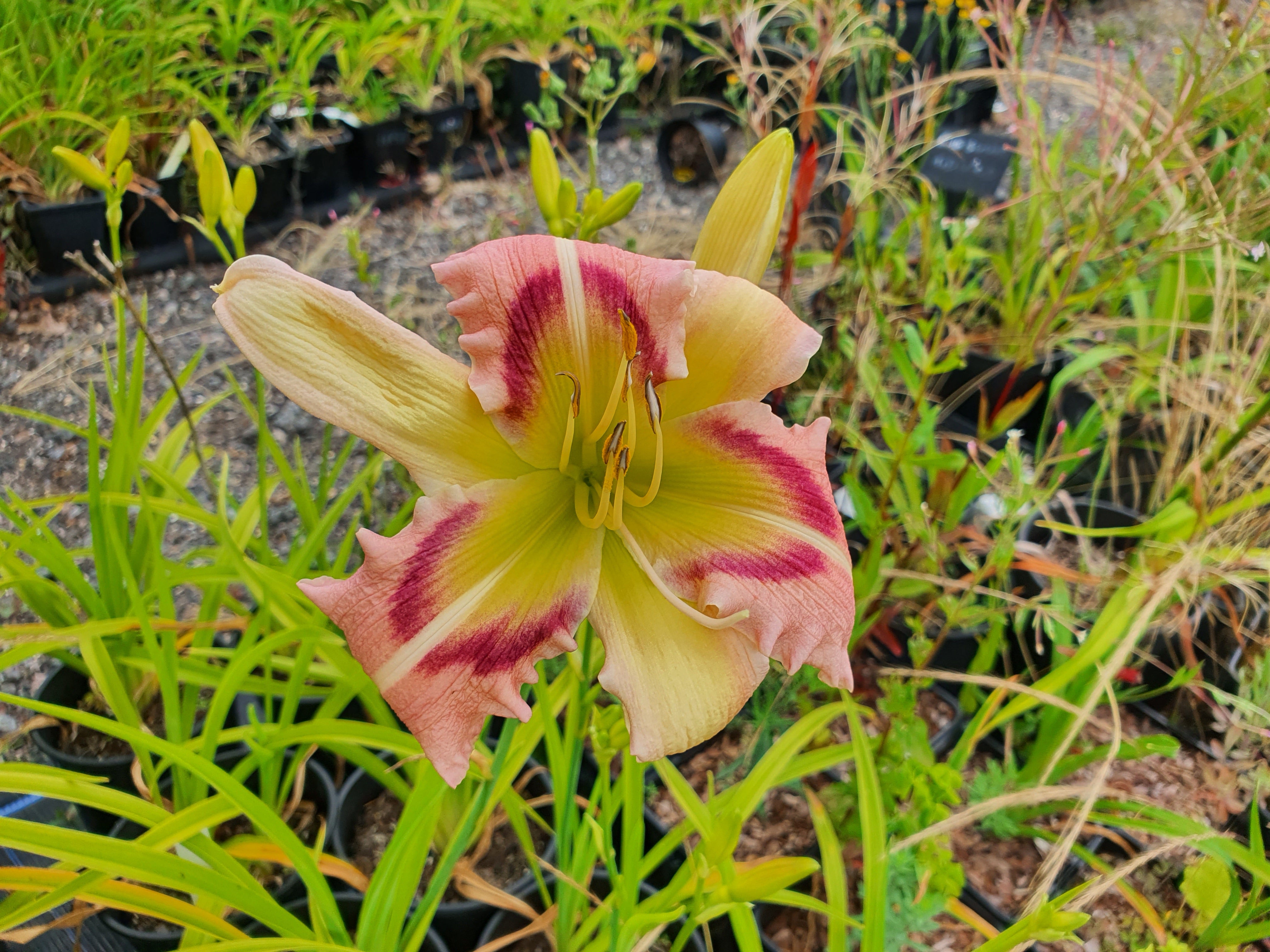 Hemerocallis 'Heavenly Pink Butterfly'