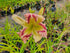 Hemerocallis 'Heavenly Pink Butterfly'