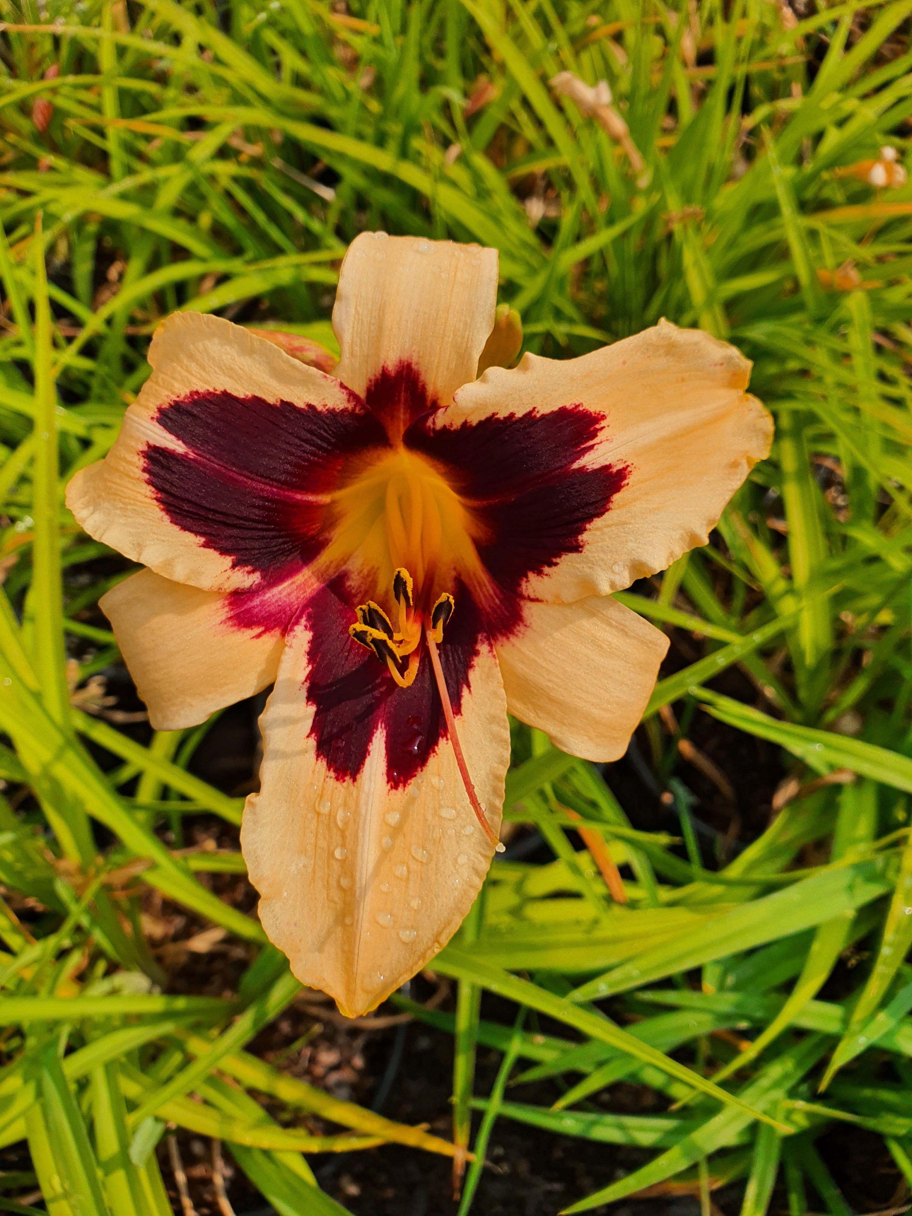 Hemerocallis 'Wild Horses'