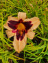 Hemerocallis 'Wild Horses'