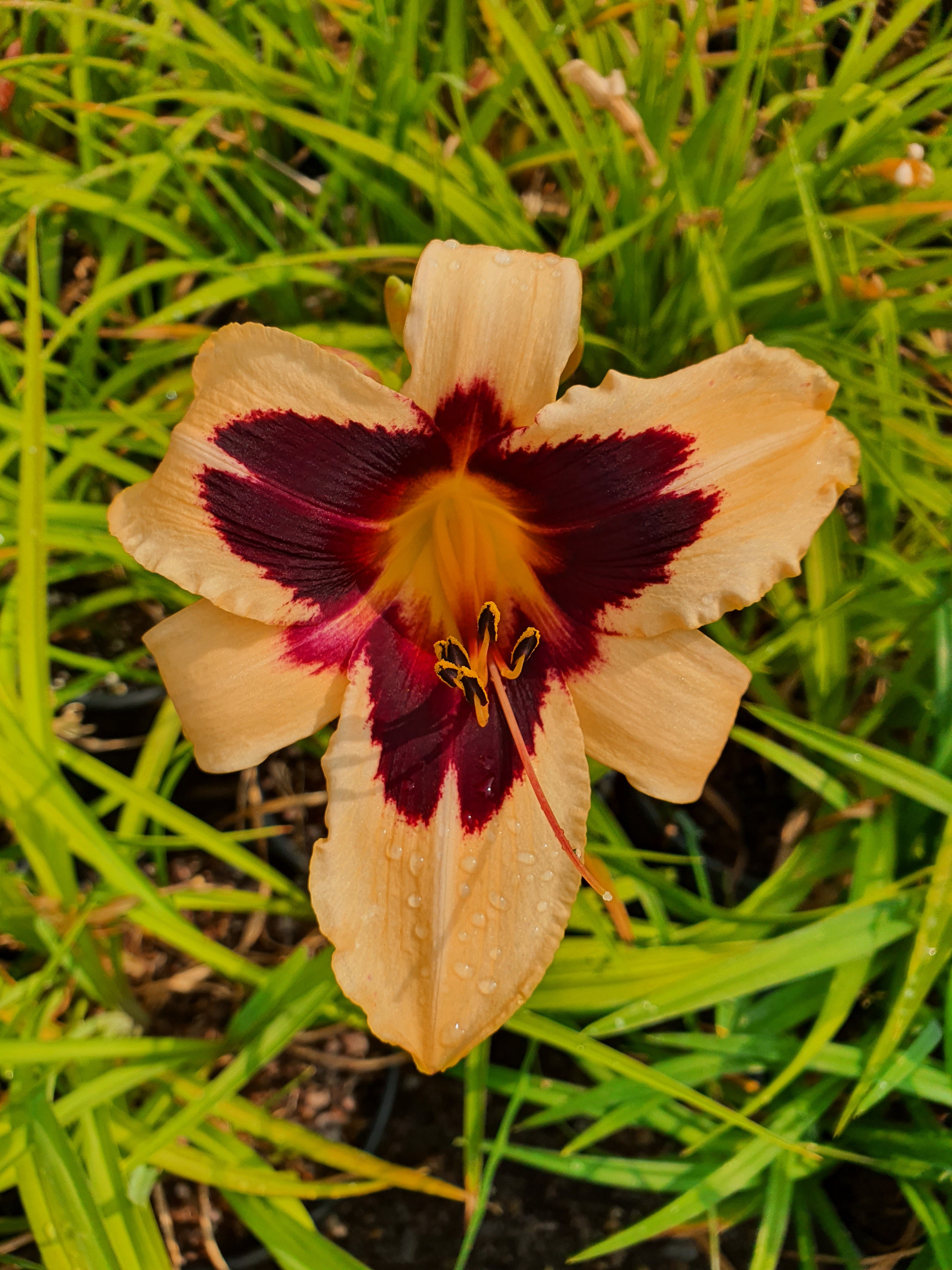 Hemerocallis 'Wild Horses'